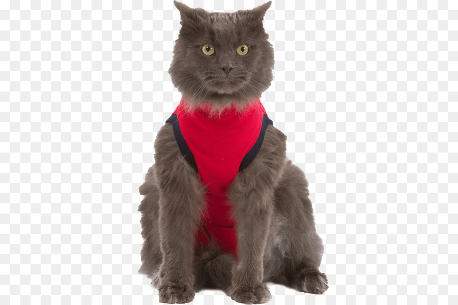 Camiseta，Gato PNG