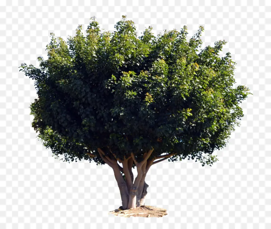 Árbol，Planta PNG