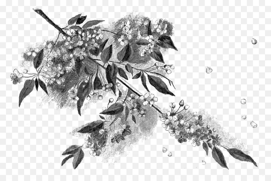 Rama De Flores En Blanco Y Negro，Florecer PNG