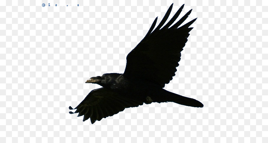 Águila，Pájaro PNG