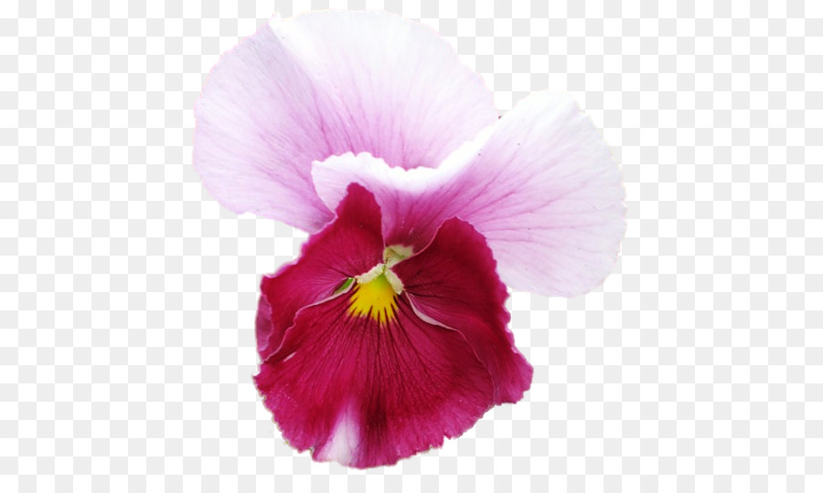 Pansy，Planta Anual PNG