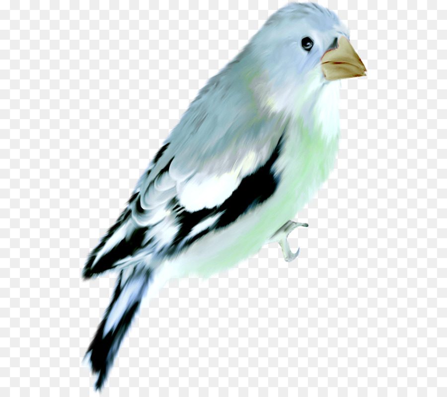 Aves，Pintura A La Acuarela PNG