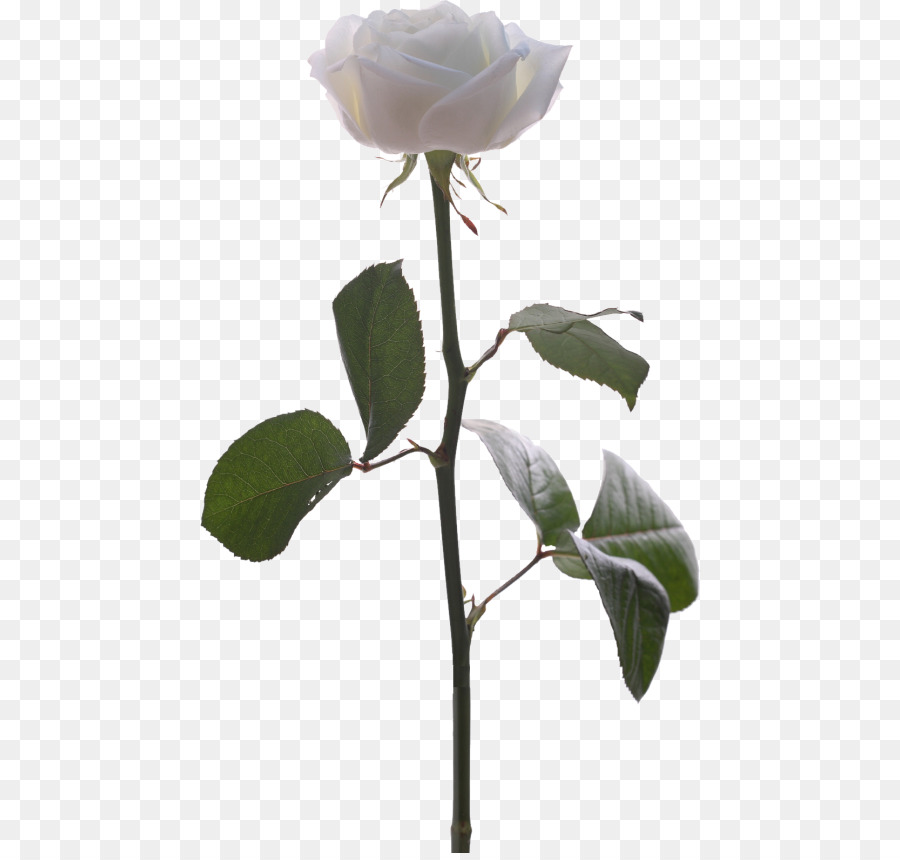 Rosa Blanca，Provenir PNG