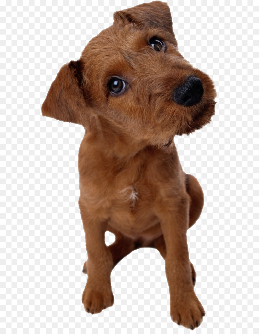 Old English Sheepdog，Cachorro PNG