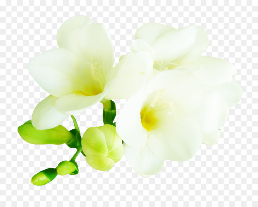 Flores Amarillas，Florecer PNG