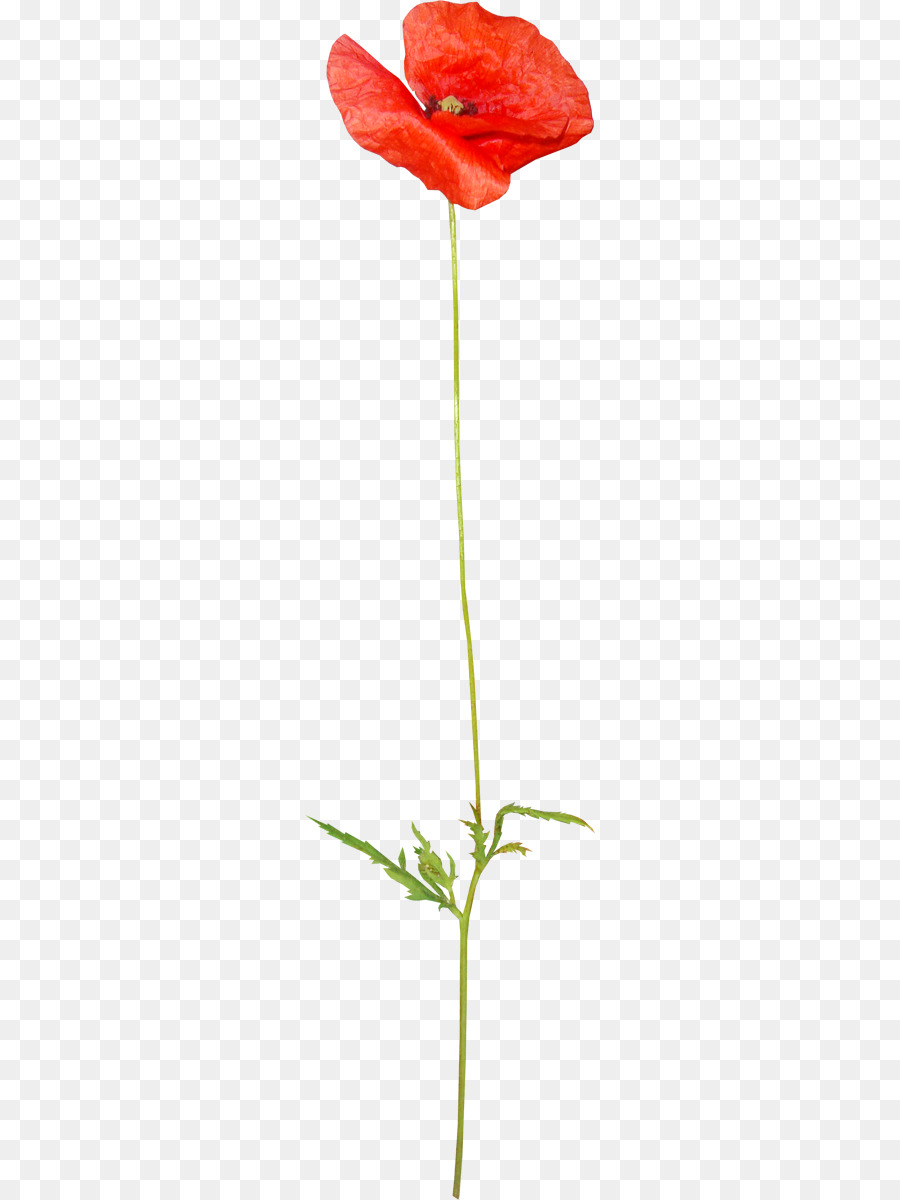 Amapola，Dibujo PNG