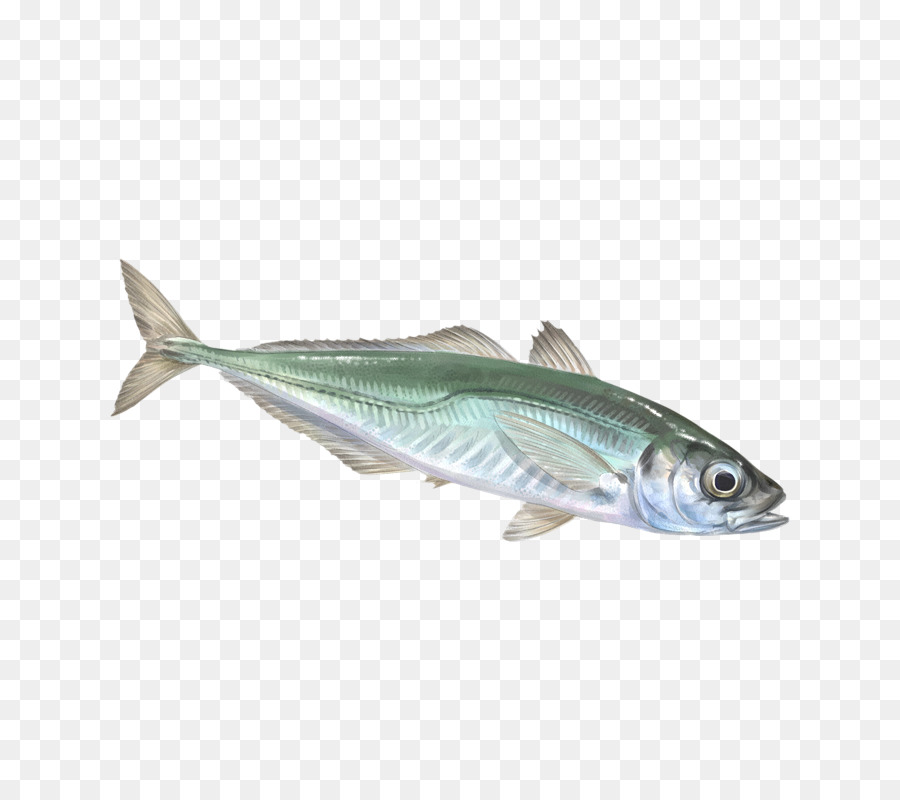 Sardina，La Caballa PNG