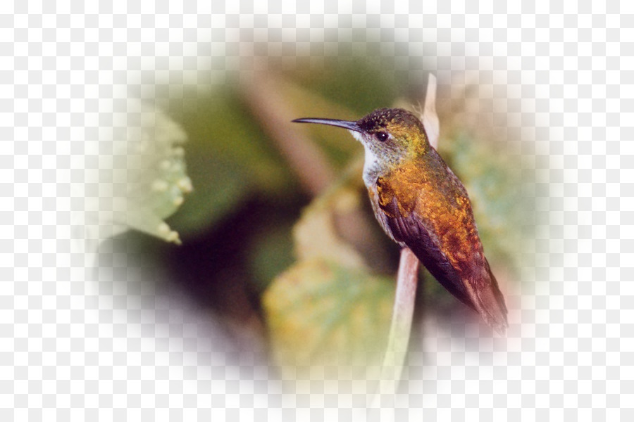 Wren，La Fauna PNG