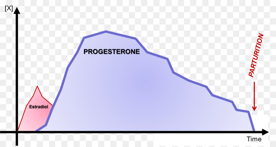 Estradiol，La Progesterona PNG