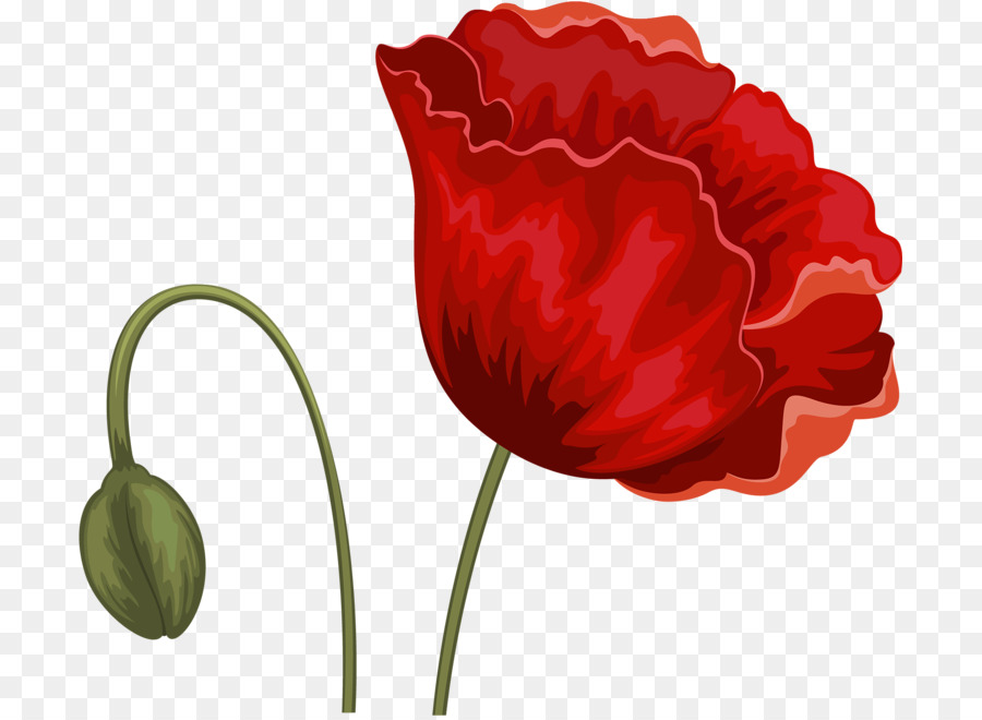 Flor，Tulip PNG