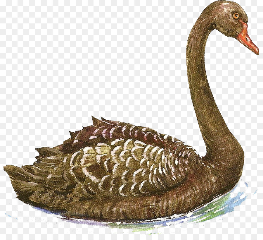 Cygnini，Pato PNG