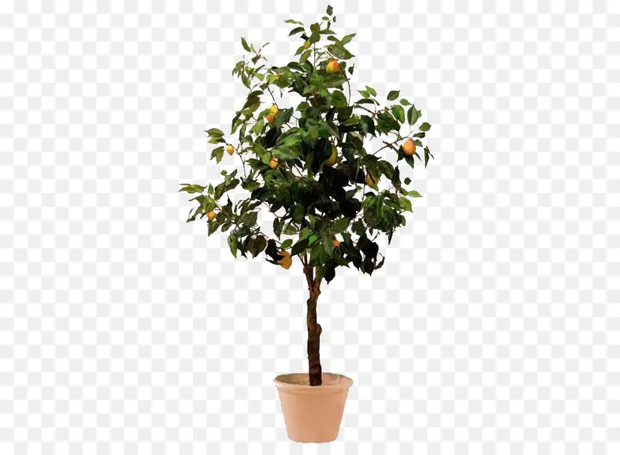 Ficus Benjamina，Árbol PNG