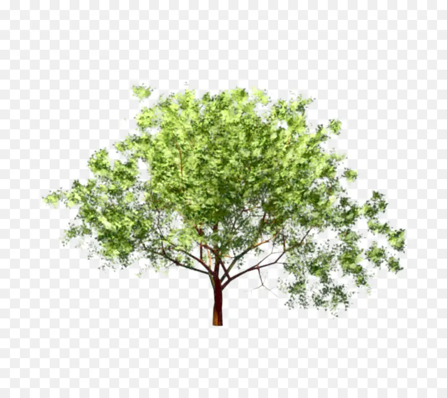 Arce Japonés，Árbol PNG