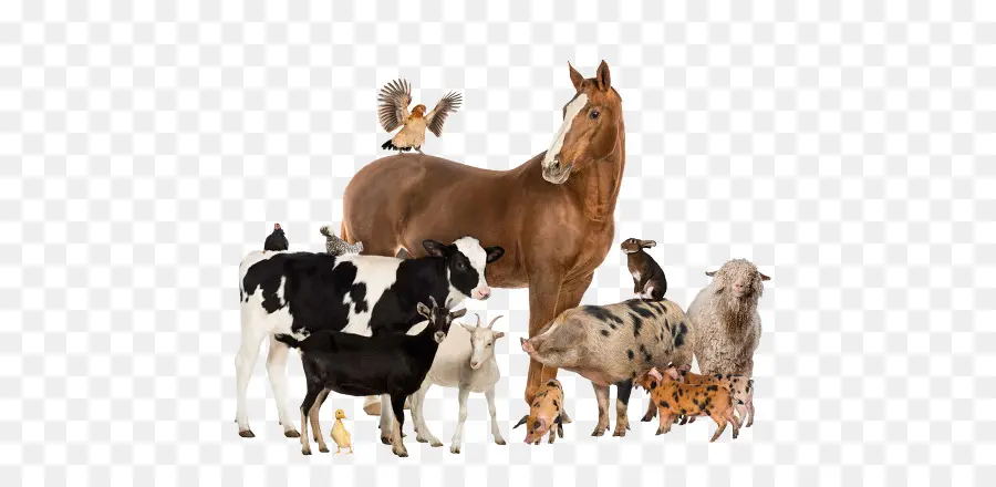 Animales De Granja，Caballo PNG