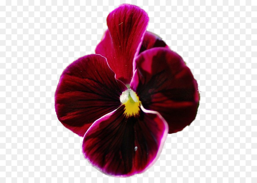 Pansy，Magenta PNG