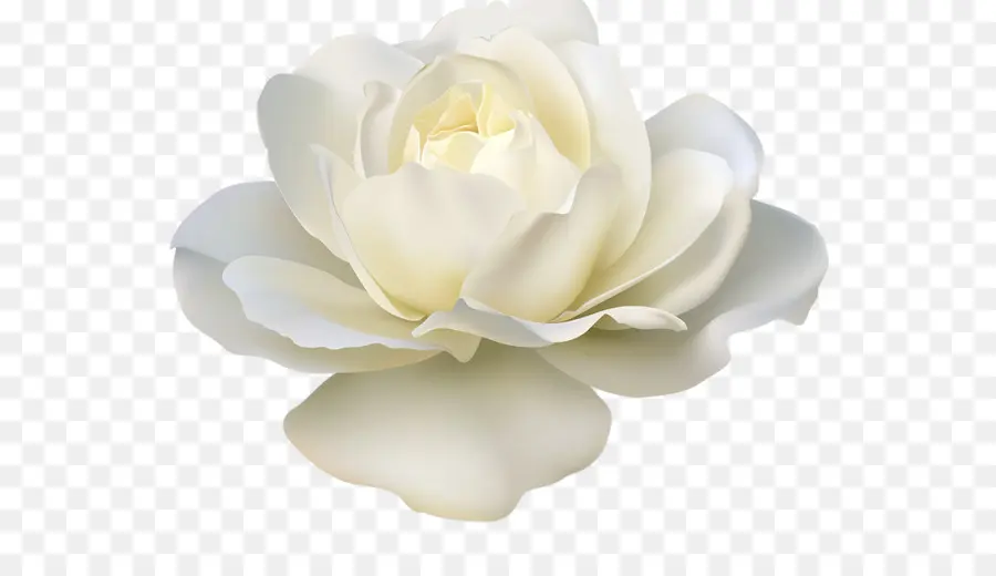 Rosa，Blanco PNG