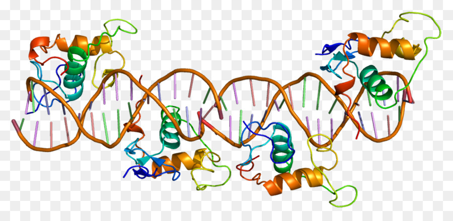 Receptor X Retinoide，Receptor X Retinoide Alfa PNG