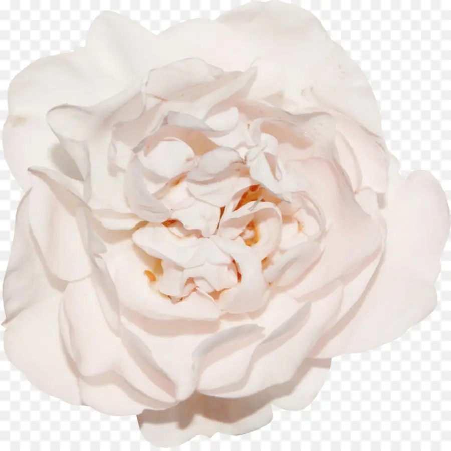 Rosa Blanca，Flor PNG