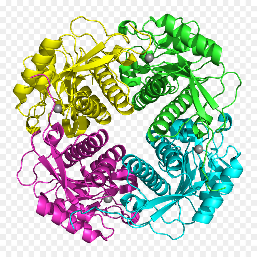 Estructura De La Proteína，Molécula PNG