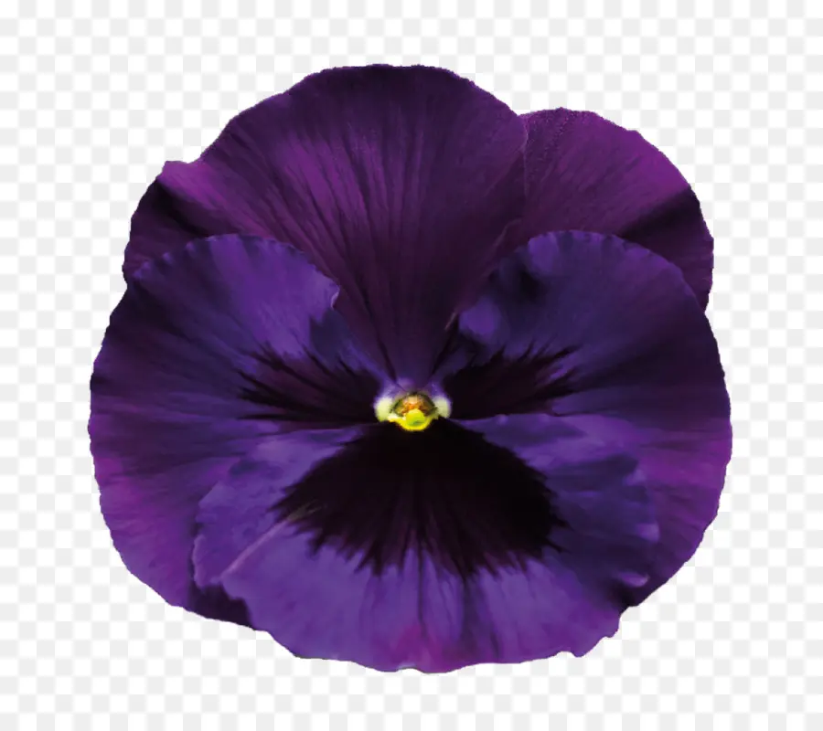 Flor Morada，Florecer PNG