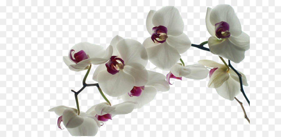 Orquídeas，Amarillo PNG