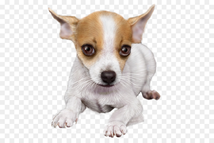 Chihuahua，Cachorro PNG