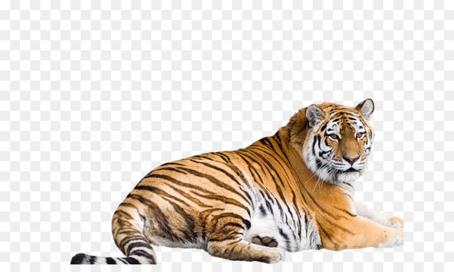 Gato，Felidae PNG