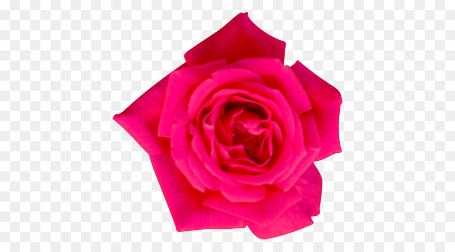 Rosas De Jardín，Rosa De Repollo PNG