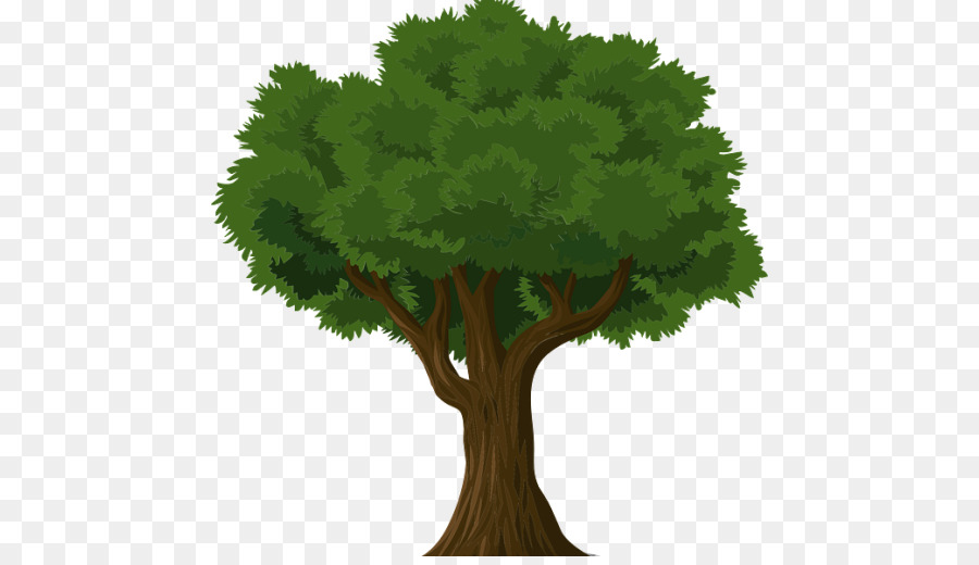 Árbol，Hojas PNG