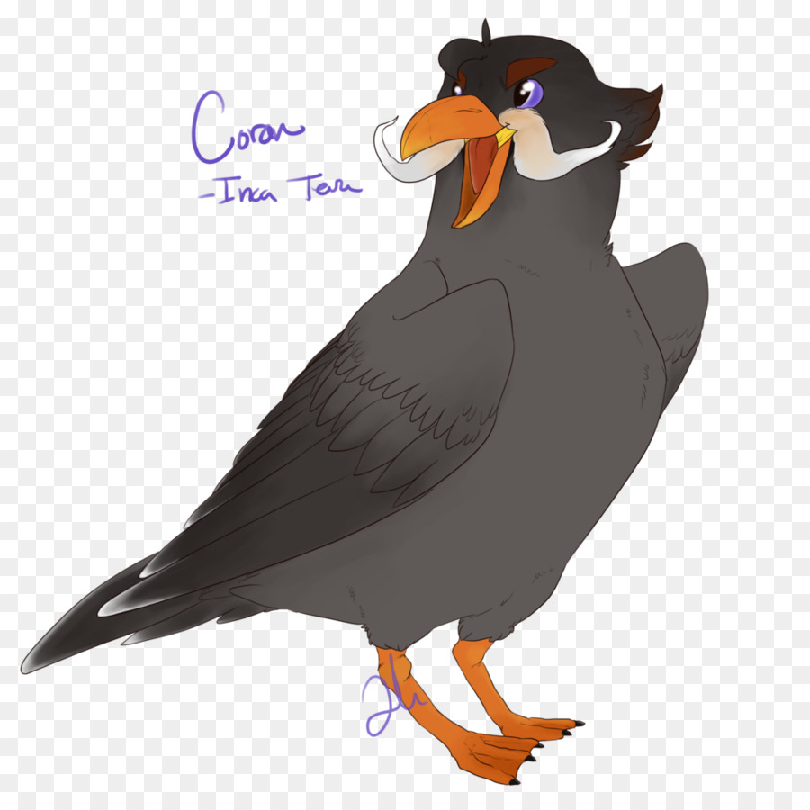 Aves，Pico PNG