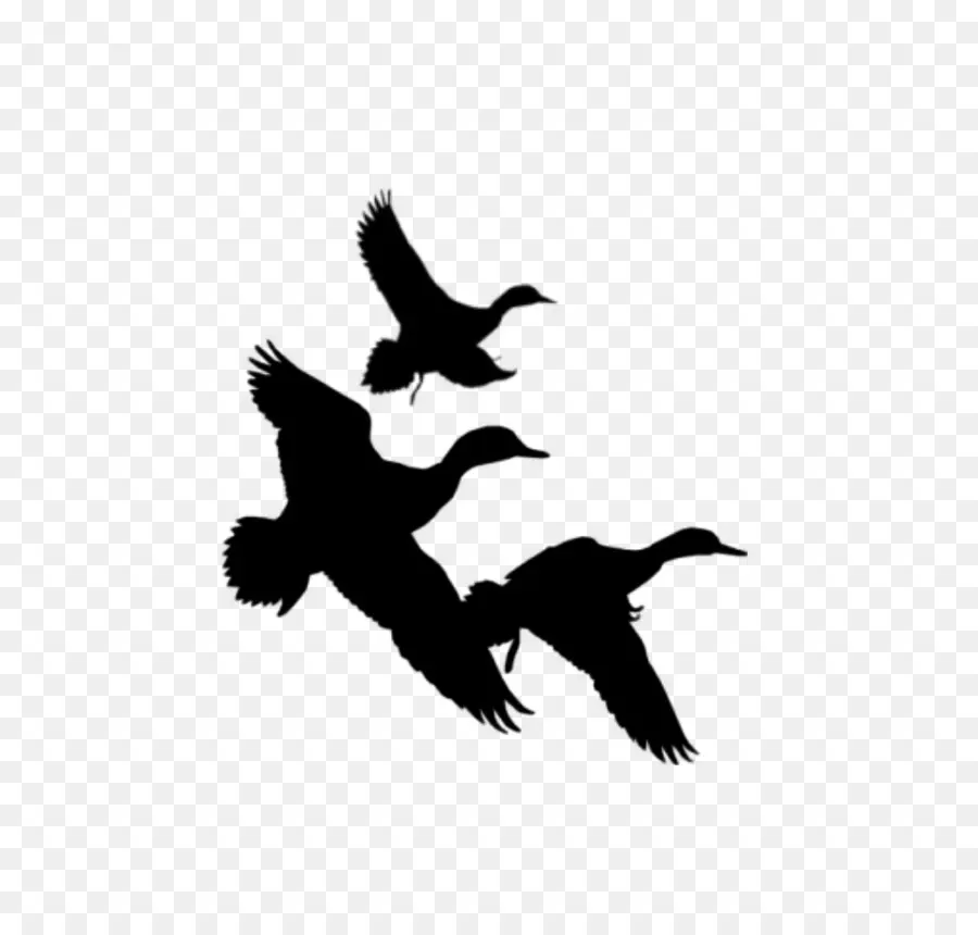 Aves，Vuelo PNG