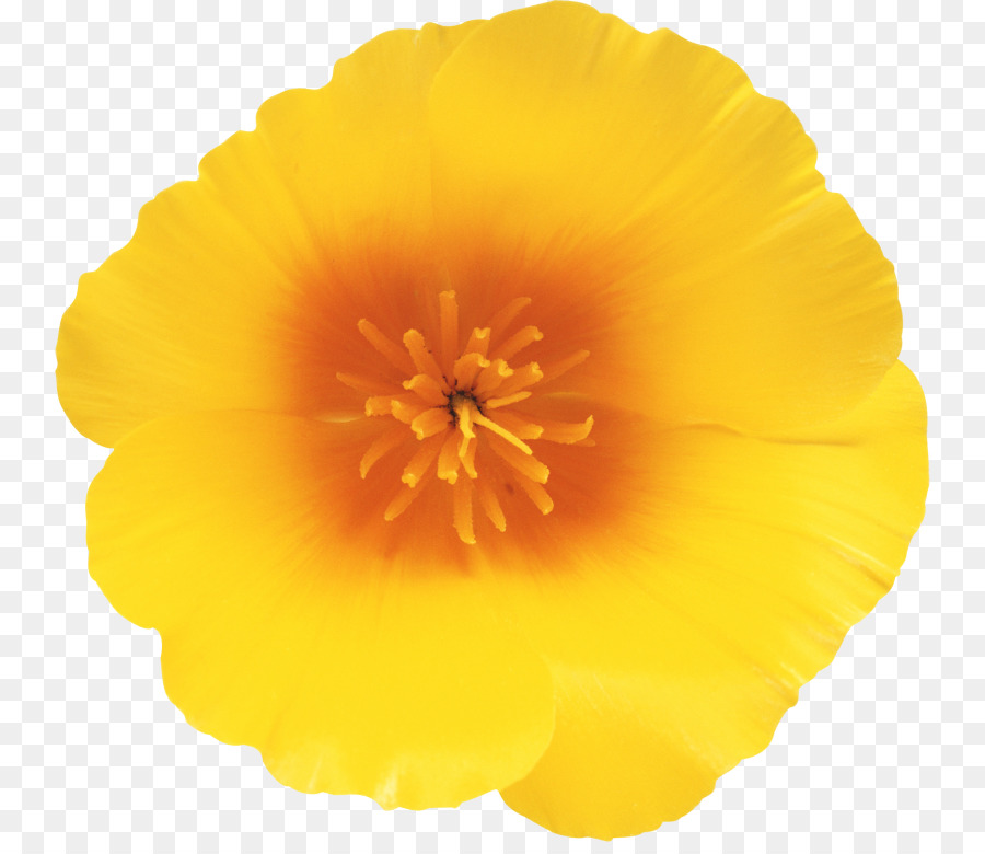 Amapola De California，Flor PNG