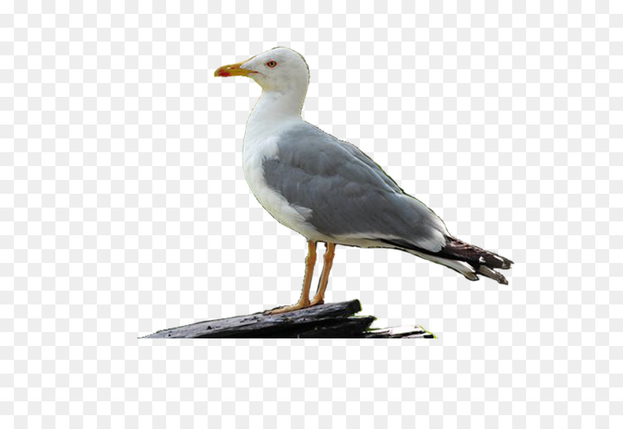 Gaviota，Blanco PNG