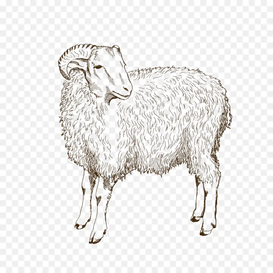 Ovejas，La Cría De Animales PNG