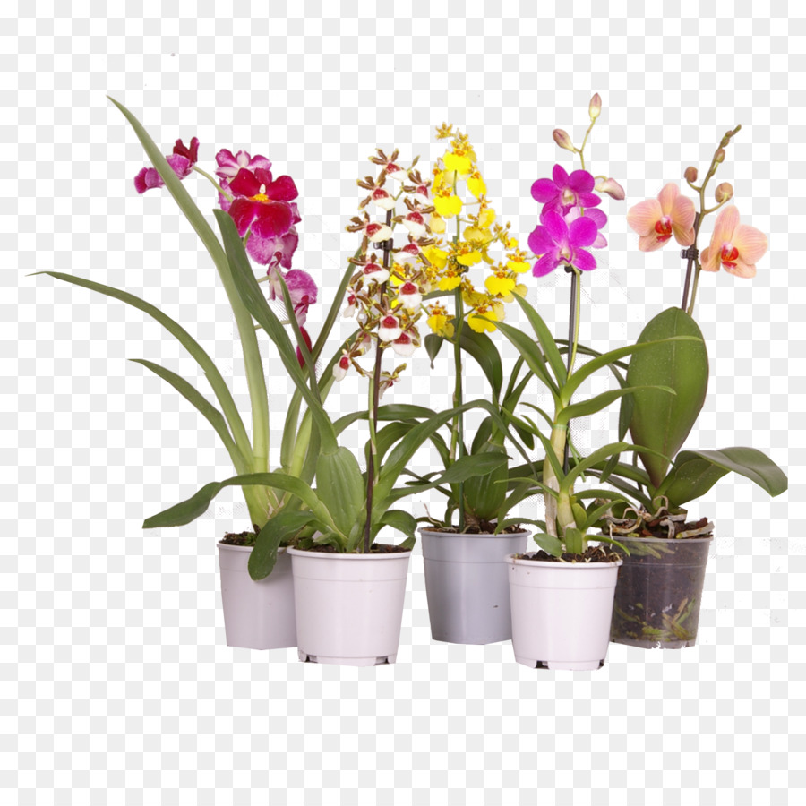 La Polilla De Las Orquídeas，Planta De Interior PNG