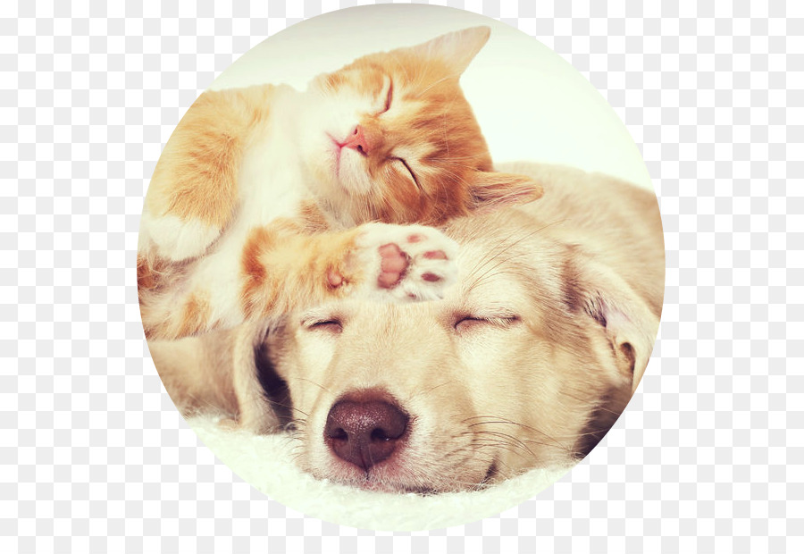 Gato，Cachorro PNG