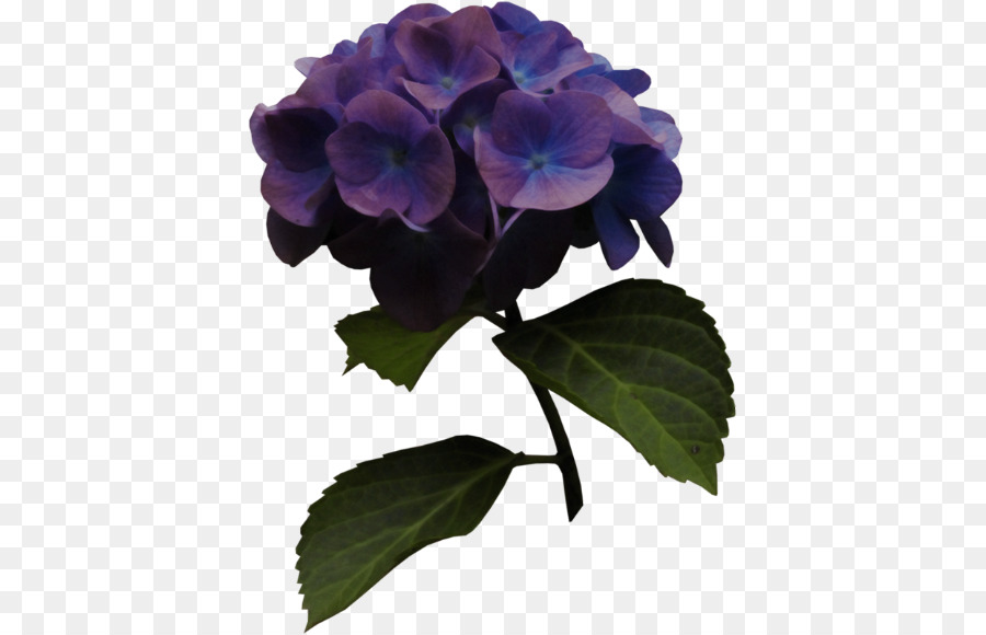 Hortensia，Azul PNG