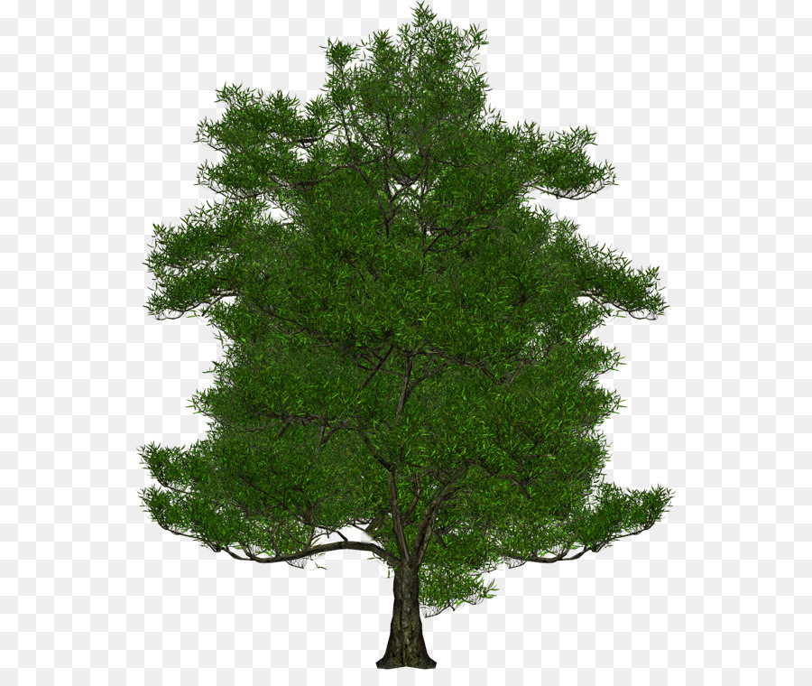 árbol Verde，Hojas PNG