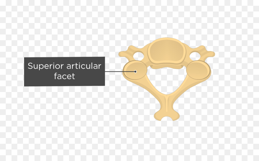 Vertebra Cervical，Procesos Articulares PNG