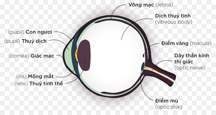 Gafas De，Ojo PNG