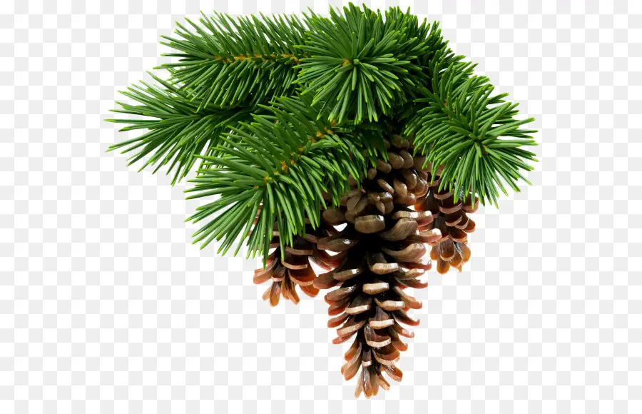 Abies Sibirica，De Coníferas De Cono PNG