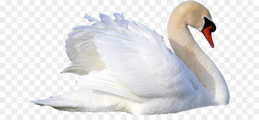 Cisne，Pájaro PNG