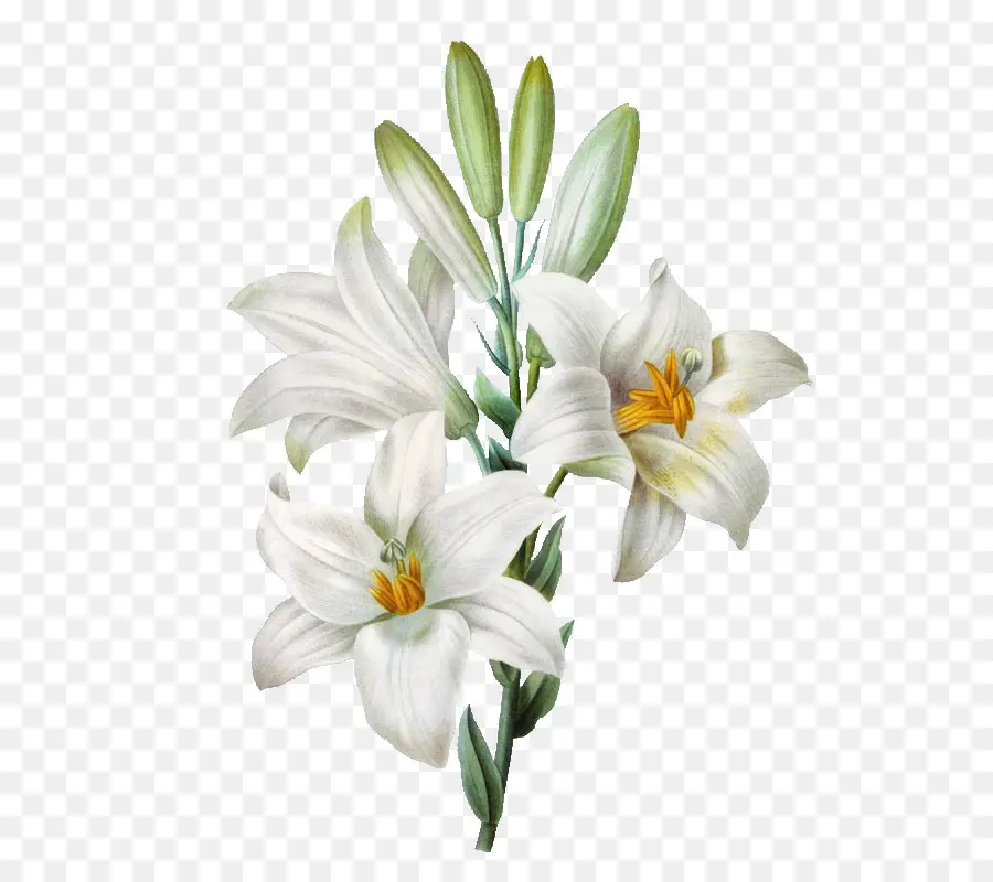 Madonna Lily，Lirio De Pascua PNG