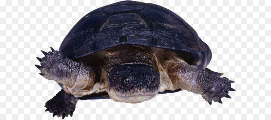 Tortuga，Reptiles PNG