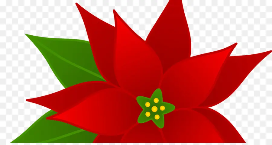 Flor De Nochebuena，Flor De Pascua PNG