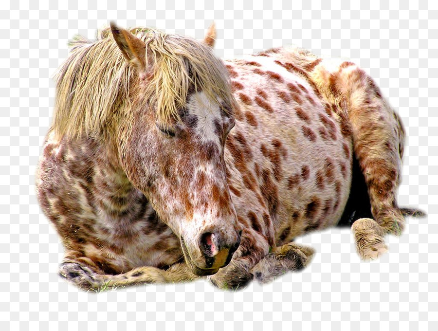 Appaloosa，Caballo Andaluz PNG