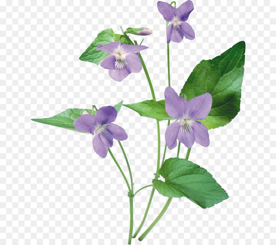 Violeta，Pensamiento Salvaje PNG