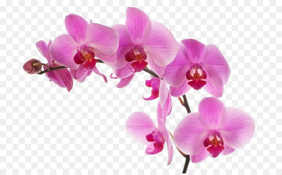 Orquídea，Floración PNG