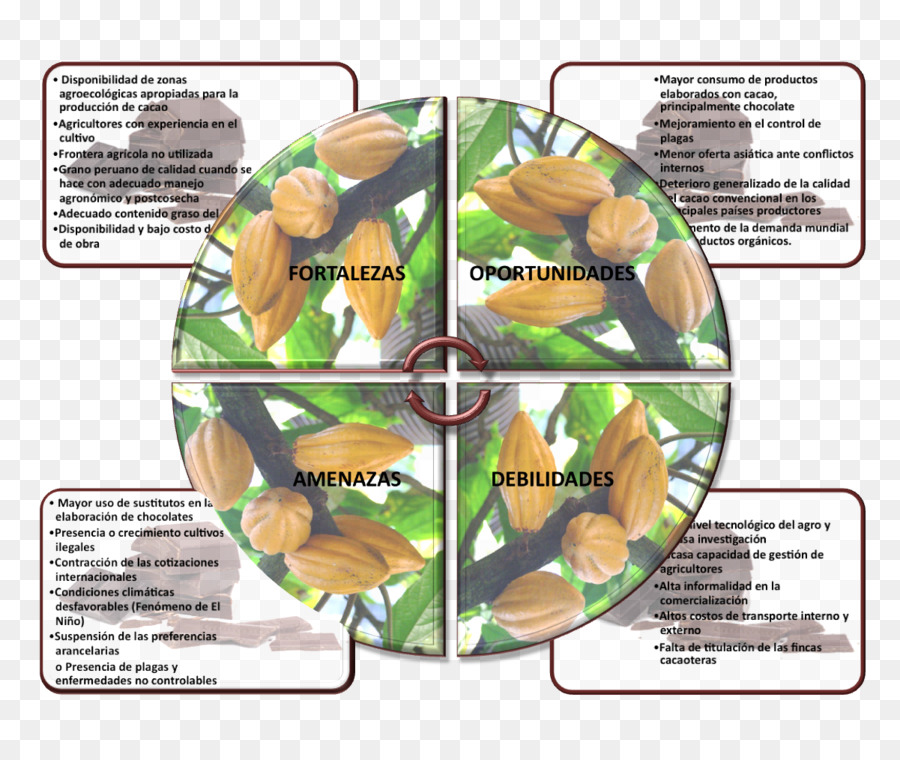 Los Insectos，árbol Del Cacao PNG