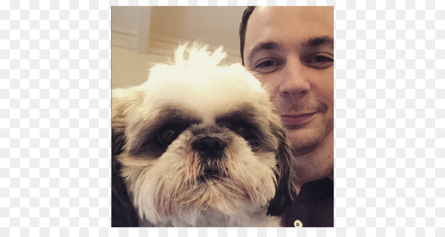 Jim Parsons，Shih Tzu PNG